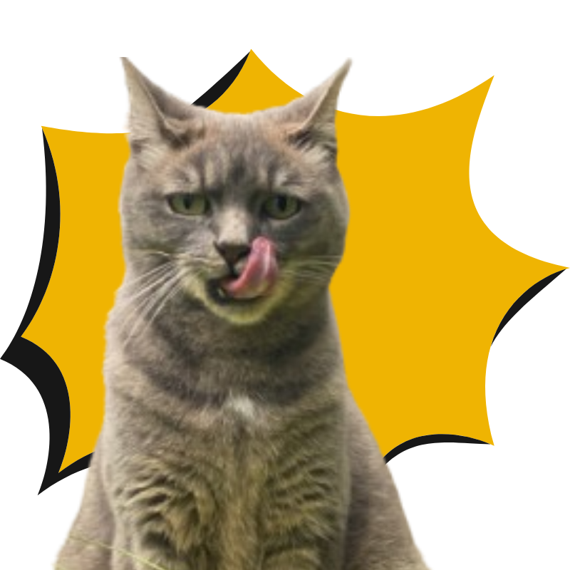 cat says delicious